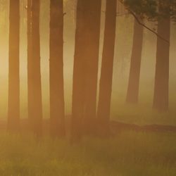 Child and Adolescent Therapy at Wellspring Center for Counseling - Morning sun through pine forest