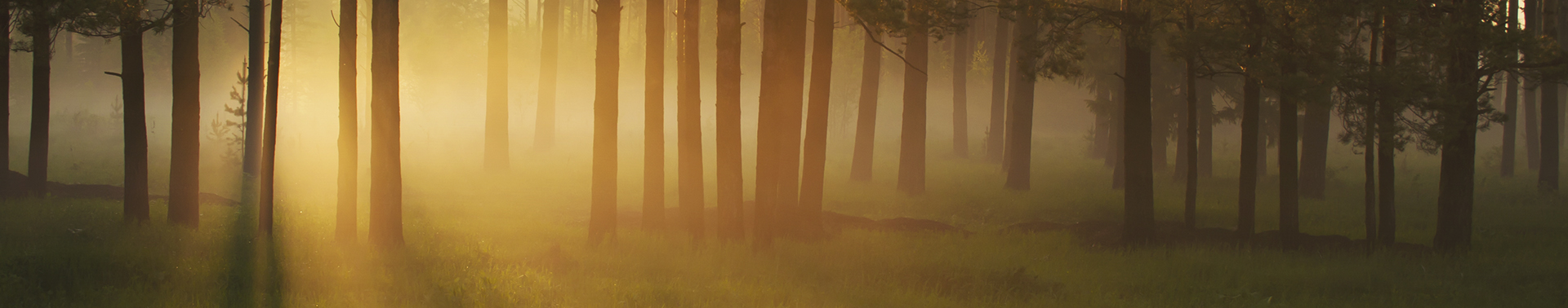 Child and Adolescent Therapy at Wellspring Center for Counseling - Morning sun through pine forest