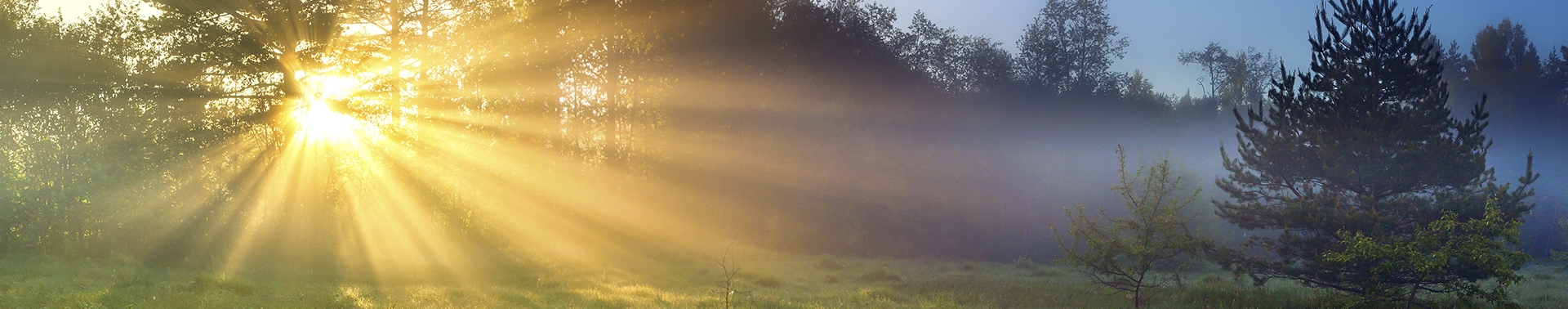 Contact Wellspring Center for Counseling - Sun shining through trees