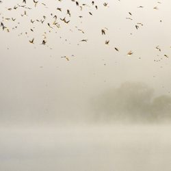 Individual Counseling at Wellspring - Birds flying as mist rolls onto lake