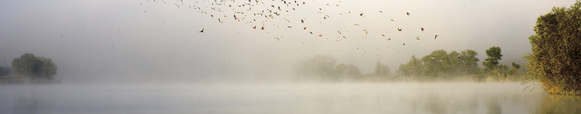 Individual Counseling at Wellspring - Birds flying as mist rolls onto lake